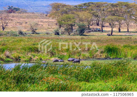 Group of hippos (Hippopotamus amphibius) laying on a lakeshore in Ngorongoro Crater national park, Tanzania 117506965