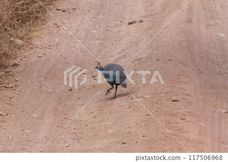 Helmeted guineafowl (Numida meleagris) walking on dirt road, Tanzania Helmeted guineafowl (Numida meleagris) walking on dirt road, Tanzania 117506968