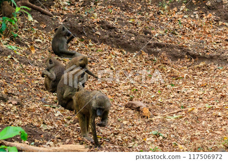 Group of olive baboons (Papio anubis), also called the Anubis baboons, in Lake Manyara National Park in Tanzania 117506972