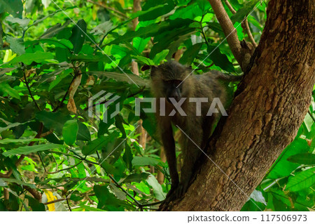 Olive baboon (Papio anubis), also called the Anubis baboon, on a tree in Lake Manyara National Park in Tanzania Olive baboon (Papio anubis), also called the Anubis baboon, on a tree in Lake Manyara National Park in Tanzania 117506973