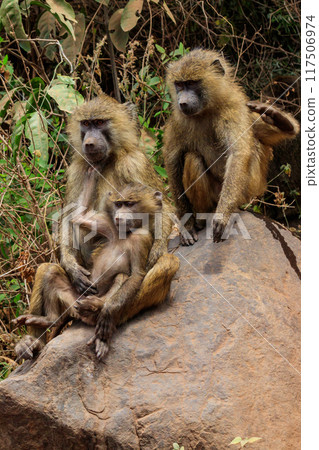 Family of olive baboons (Papio anubis), also called the Anubis baboons, on a stone in Lake Manyara National Park in Tanzania Family of olive baboons (Papio anubis), also called the Anubis baboons, on a stone in Lake Manyara National Park in Tanzania 117506974