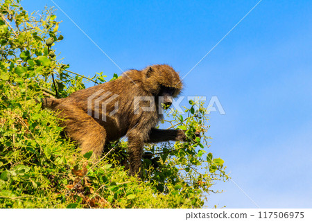 Olive baboon (Papio anubis), also called the Anubis baboon, on a tree in Lake Manyara National Park in Tanzania Olive baboon (Papio anubis), also called the Anubis baboon, on a tree in Lake Manyara National Park in Tanzania 117506975