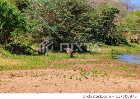 Common warthogs (Phacochoerus africanus) in Ngorongoro Crater National Park in Tanzania. Wildlife of Africa Common warthogs (Phacochoerus africanus) in Ngorongoro Crater National Park in Tanzania. Wildlife of Africa 117506976