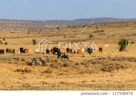 Herd of zebu cattles on a pasture in Tanzania 117506978