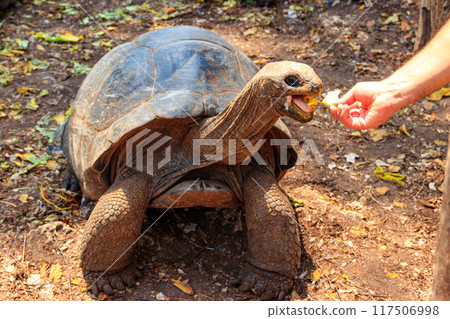 Person hand feeding aldabra giant tortoise on Prison island, Zanzibar in Tanzania 117506998