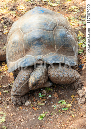Aldabra giant tortoise on Prison island, Zanzibar in Tanzania Aldabra giant tortoise on Prison island, Zanzibar in Tanzania 117507000