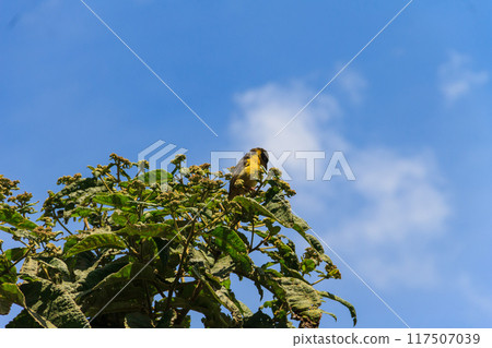 Yellow songbird on a tree branch in Tanzania Yellow songbird on a tree branch in Tanzania 117507039