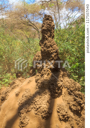 Termite mound in Lake Manyara National Park in Tanzania 117507040
