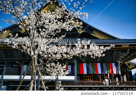 Cherry blossoms and Higashi Honganji Temple Spring 2023 117507219