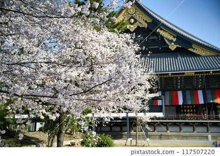 Cherry blossoms and Higashi Honganji Temple Spring 2023 117507220