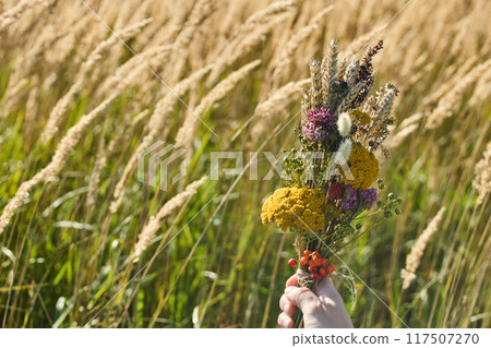 Assumption of Mary day. Hand Holding Wildflower Bouquet in Field Assumption of Mary day. Hand Holding Wildflower Bouquet in Field 117507270