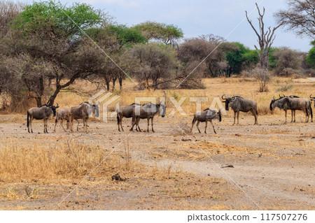 Herd of blue wildebeest (Connochaetes taurinus) in Tarangire National Park, Tanzania Herd of blue wildebeest (Connochaetes taurinus) in Tarangire National Park, Tanzania 117507276