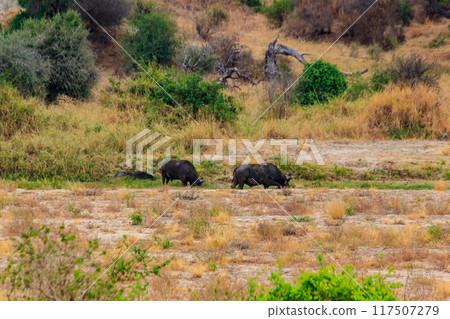 Herd of African buffalo or Cape buffalo (Syncerus caffer) in Tarangire national park, Tanzania 117507279