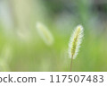 Green foxtail, cat teaser 117507483