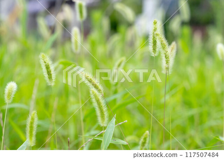 Nekojarashi 成簇生長 117507484