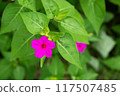Red Mirabilis flower 117507485