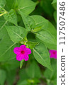 Red Mirabilis flower 117507486