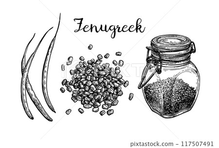 Fenugreek ink sketch. Fenugreek ink sketch. 117507491