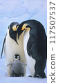 阿德利企鵝 117507537