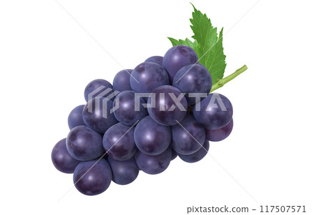 巨峰插畫真實葡萄 117507571