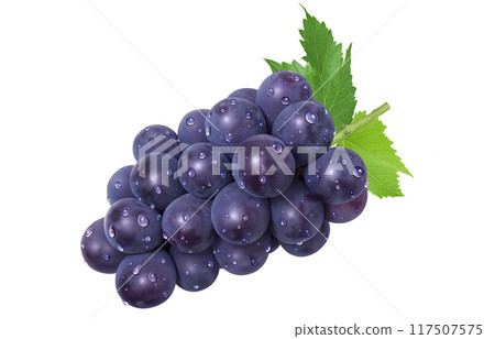 巨峰插畫真實葡萄 117507575