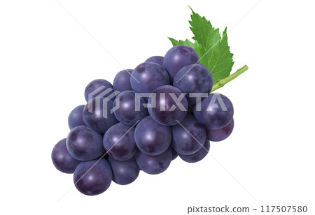 巨峰插畫真實葡萄 117507580