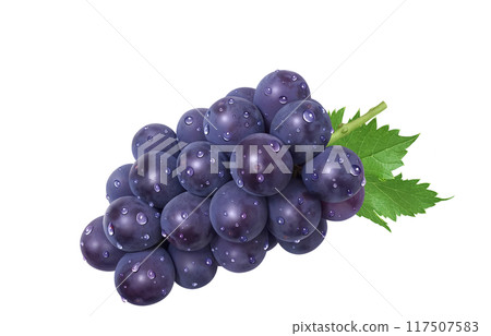 Kyoho illustration realistic grapes 117507583