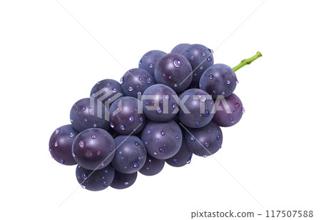 巨峰插畫真實葡萄 117507588