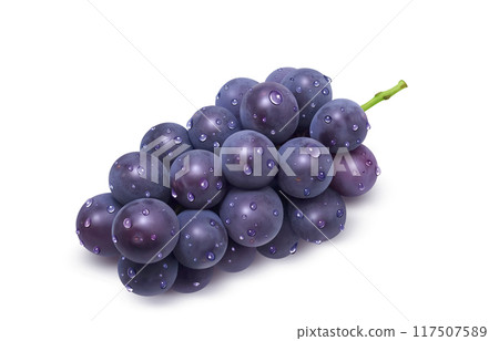 Kyoho illustration realistic grapes Kyoho illustration realistic grapes 117507589