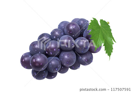 巨峰插畫真實葡萄 117507591