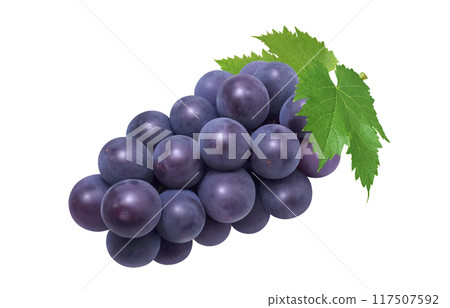 巨峰插畫真實葡萄 117507592