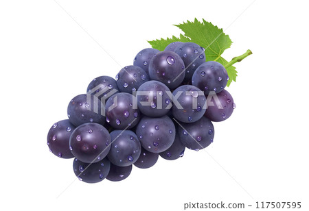 巨峰插畫真實葡萄 117507595