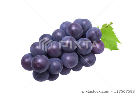 巨峰插畫真實葡萄 117507598