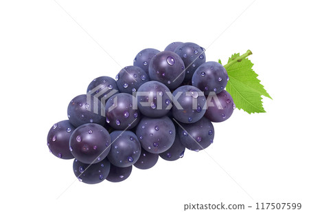 巨峰插畫真實葡萄 117507599