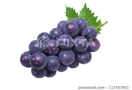 巨峰插畫真實葡萄 117507601