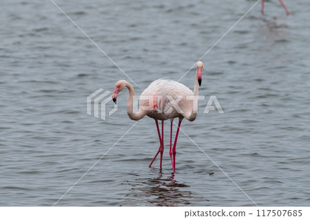 Flamingos near Walvis Bay 117507685