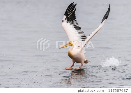 Pelican in Walvis Bay 117507687