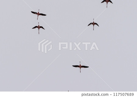 Flamingos near Walvis Bay 117507689