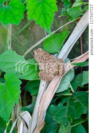 生活在宮古川沿岸草叢中的土蛙的生態照片。 117507727