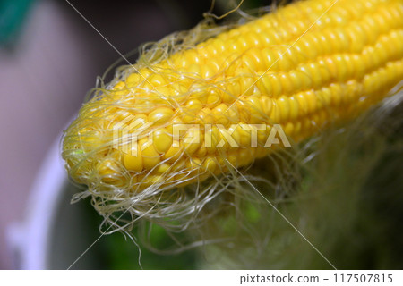 Corn ☆mar_lapin Corn ☆mar_lapin 117507815