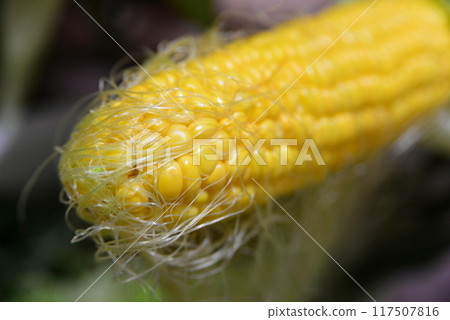 Corn ☆mar_lapin 117507816