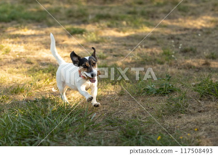 Close-up portrait of dog jack russell running Close-up portrait of dog jack russell running 117508493