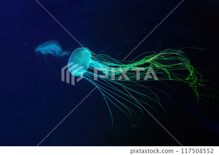 Atlantic sea nettle jellyfish swims in illuminated aquarium with green neon lighting Atlantic sea nettle jellyfish swims in illuminated aquarium with green neon lighting 117508552