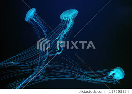 Three of Atlantic sea nettle jellyfish swims in illuminated aquarium with blue neon lighting Three of Atlantic sea nettle jellyfish swims in illuminated aquarium with blue neon lighting 117508554