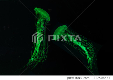 Two Atlantic sea nettle jellyfish swimming underwater aquarium pool with bright green neon light Two Atlantic sea nettle jellyfish swimming underwater aquarium pool with bright green neon light 117508555