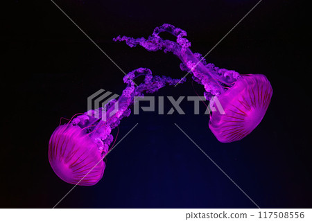 Two Jellifish South american sea nettle, Chrysaora plocamia swimming in aquarium with illumination 117508556