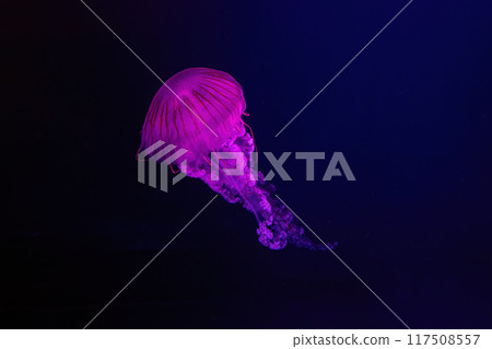 Jellifish South american sea nettle, Chrysaora plocamia swimming in aquarium Jellifish South american sea nettle, Chrysaora plocamia swimming in aquarium 117508557
