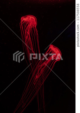 Two fluorescent jellyfish swimming underwater aquarium pool with red neon light. Two fluorescent jellyfish swimming underwater aquarium pool with red neon light. 117508558