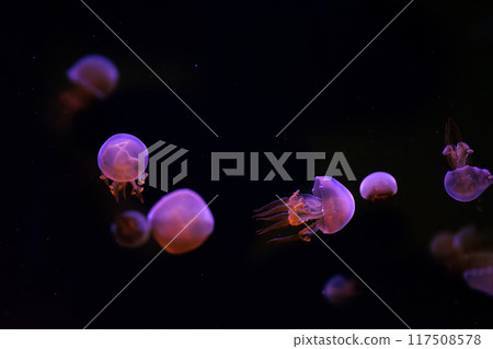 Group of Flame jellyfish, rhopilema esculentum swims in aquarium with pink neon light 117508578