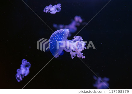 Fluorescent jellyfish close up, swim underwater aquarium pool wtih blue neon light 117508579